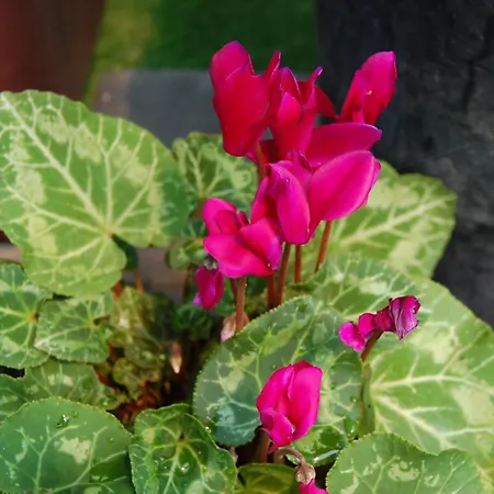 Maple Gardens Villa Church Fenton