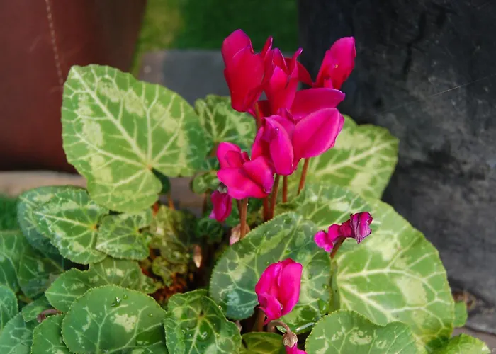 Maple Gardens Villa Church Fenton